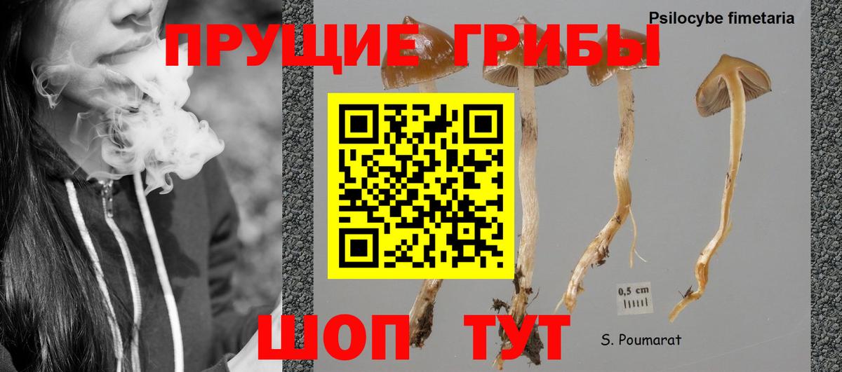 Псилоцибиновые грибы Cubensis  Вход с VPN  Воронеж 